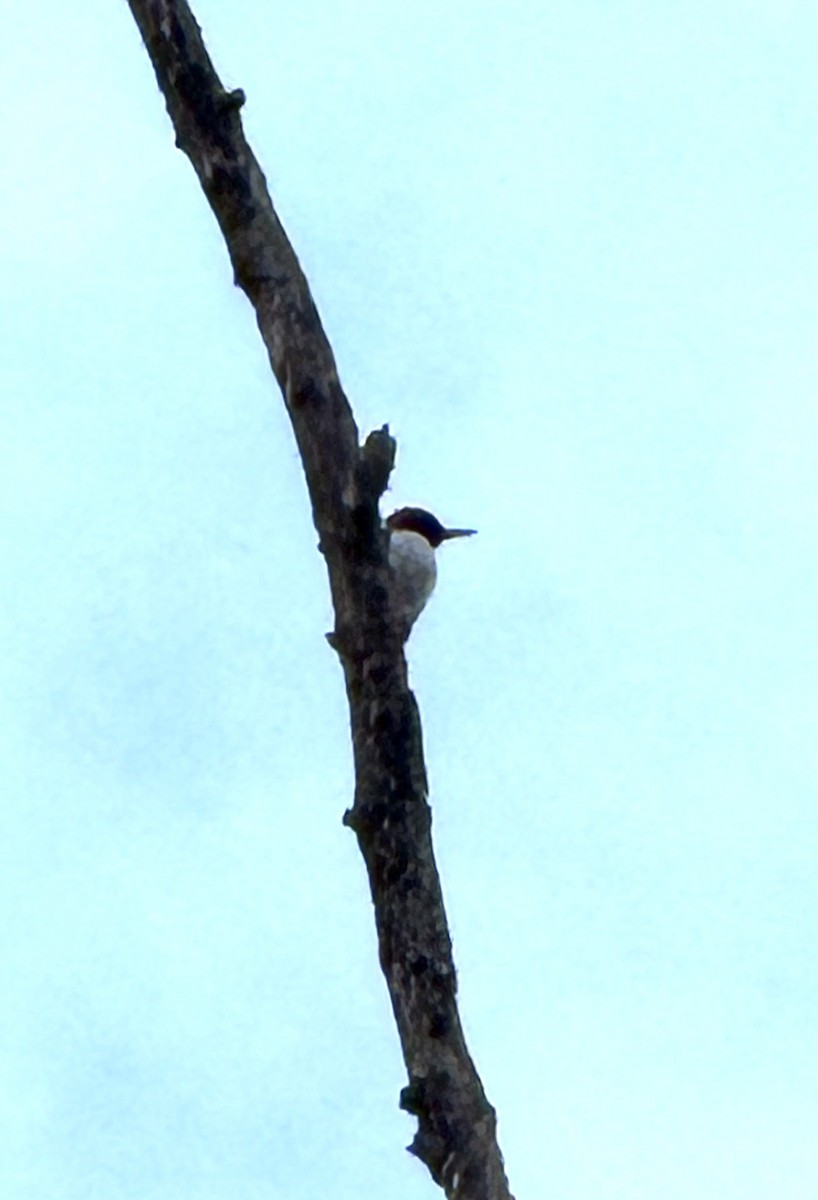 Red-headed Woodpecker - ML646995673