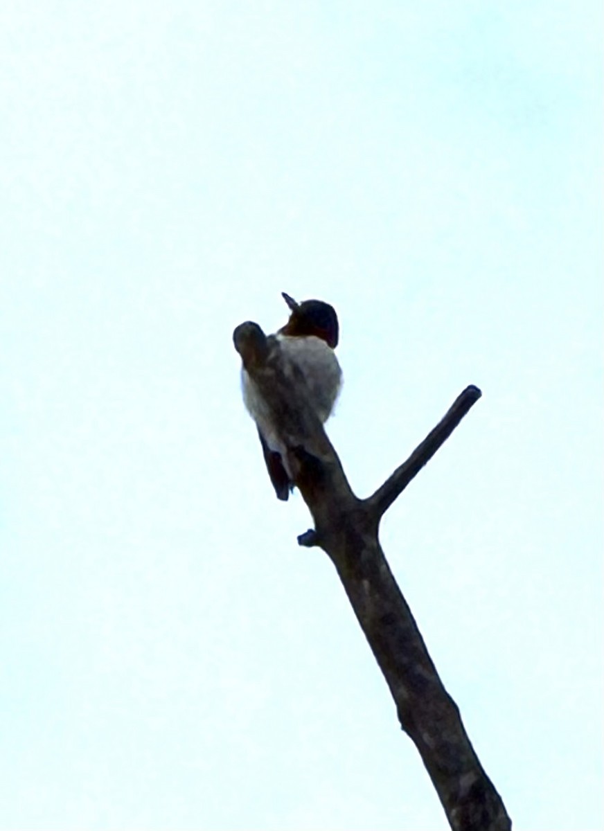 Red-headed Woodpecker - ML646995674