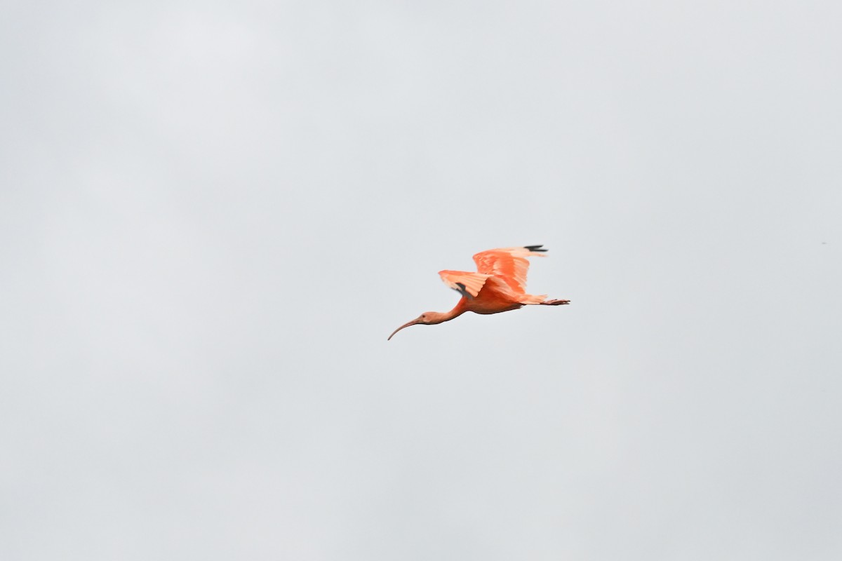 Corocoro Rojo - ML646995675