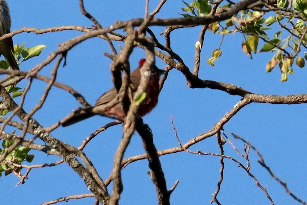 Червоночубик вогнистий - ML646995676