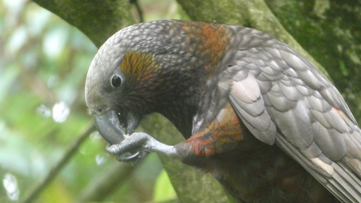 New Zealand Kaka - ML646995682