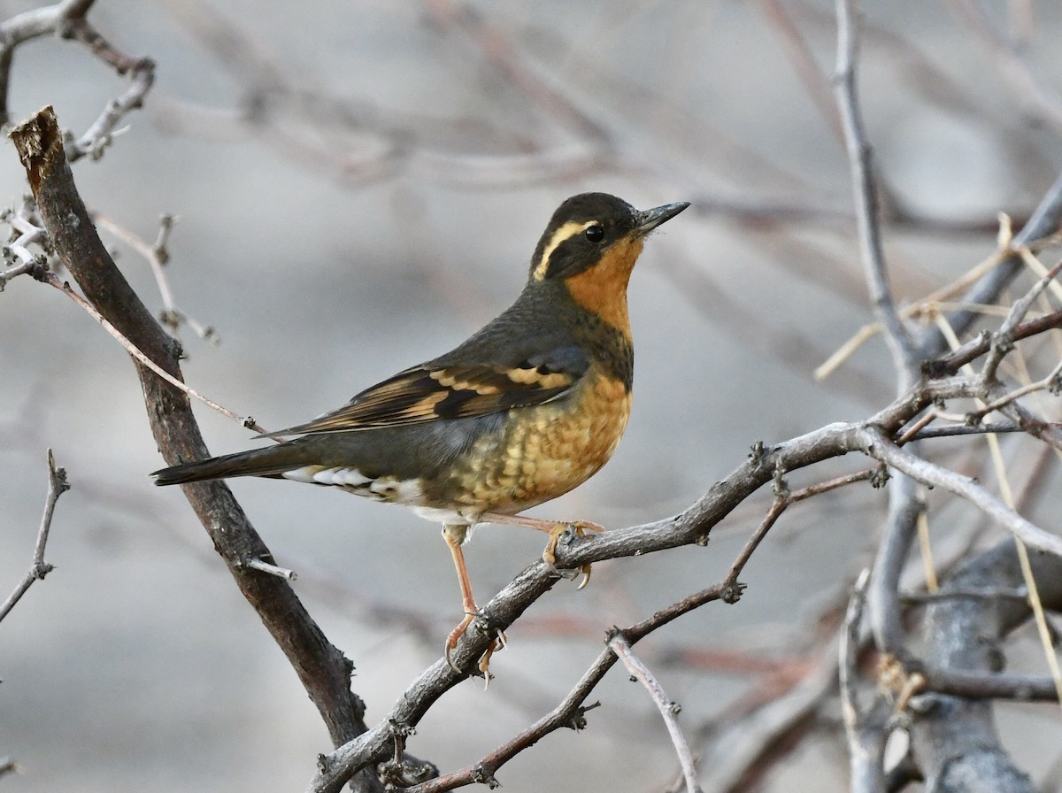 Zorzal Pinto - ML646995684