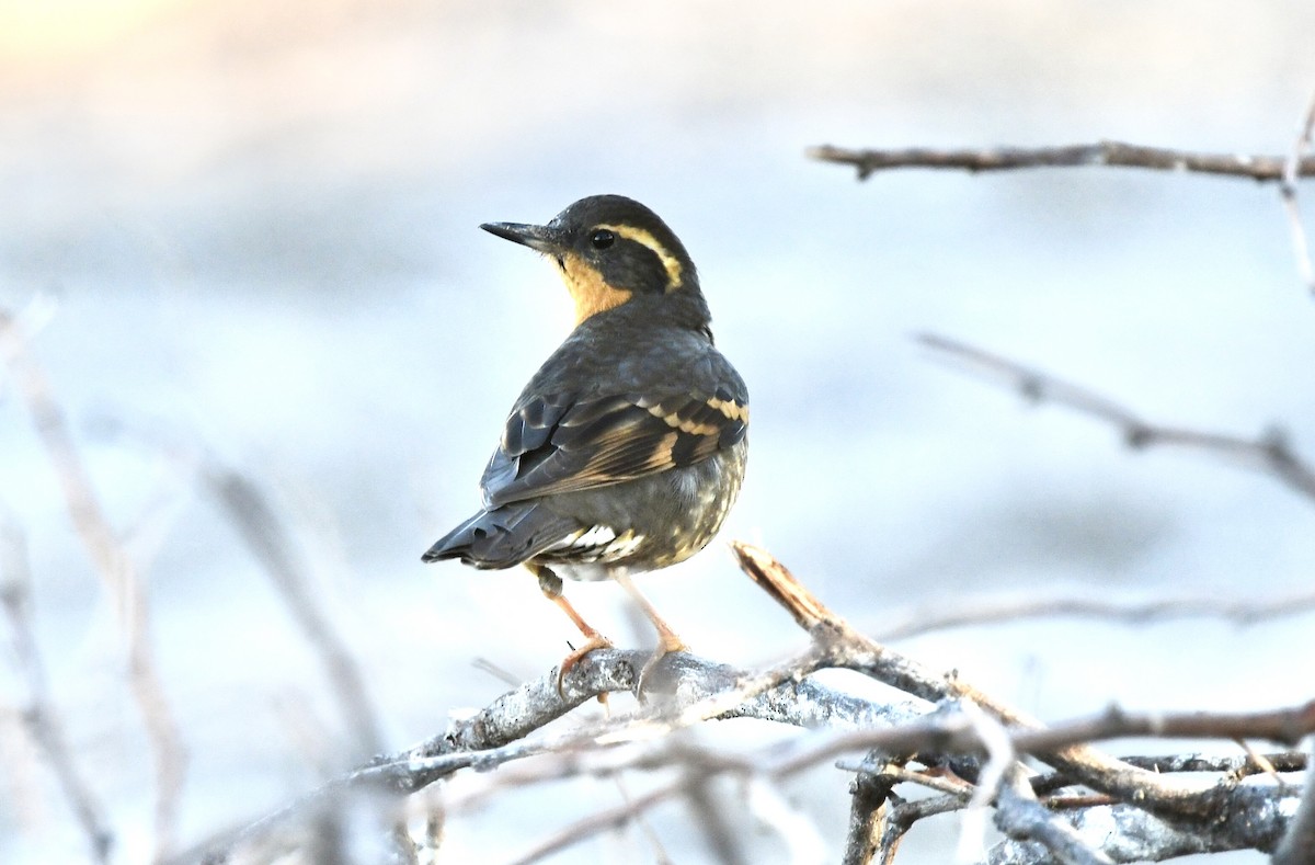 Zorzal Pinto - ML646995685