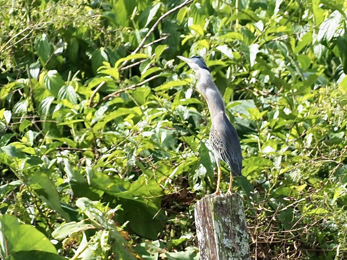 Чапля смугаста - ML646995688