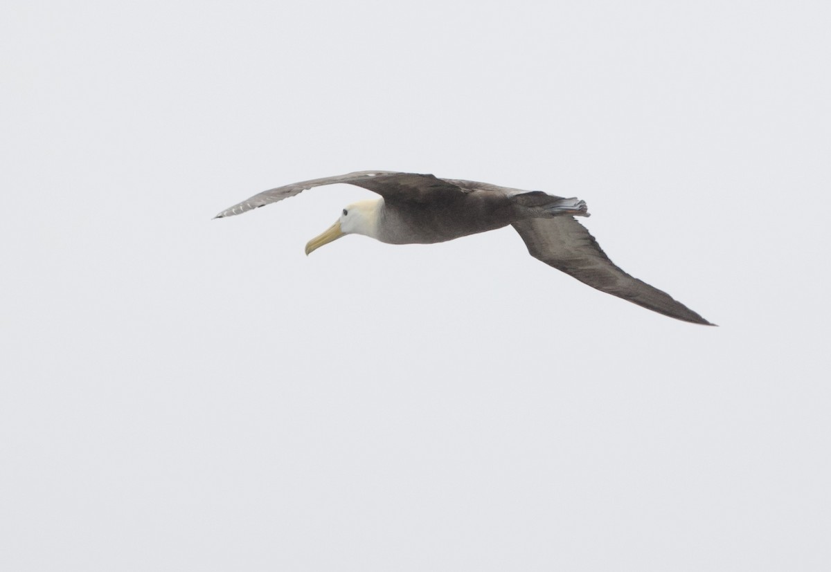 Waved Albatross - ML646995689