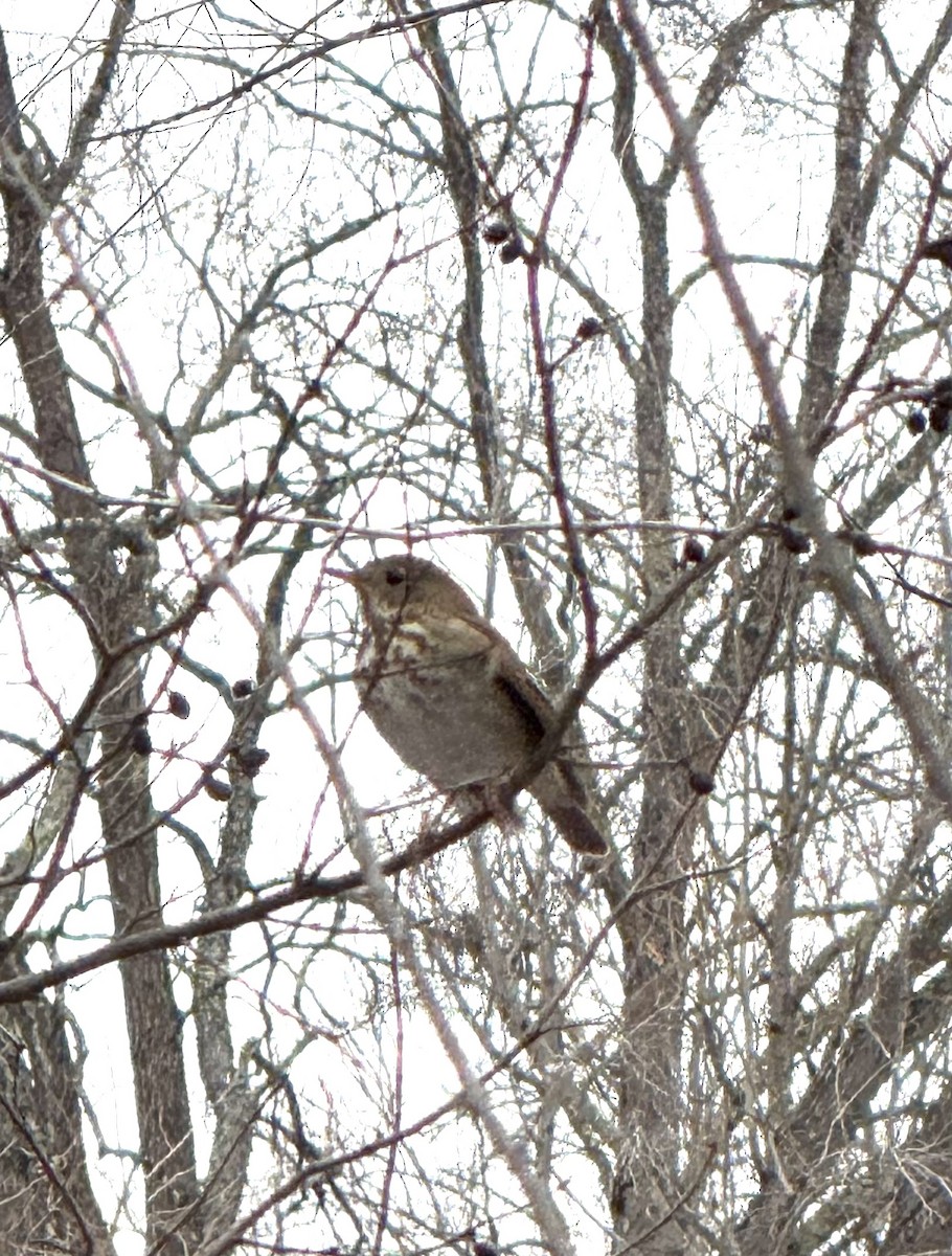 Hermit Thrush - ML646995696