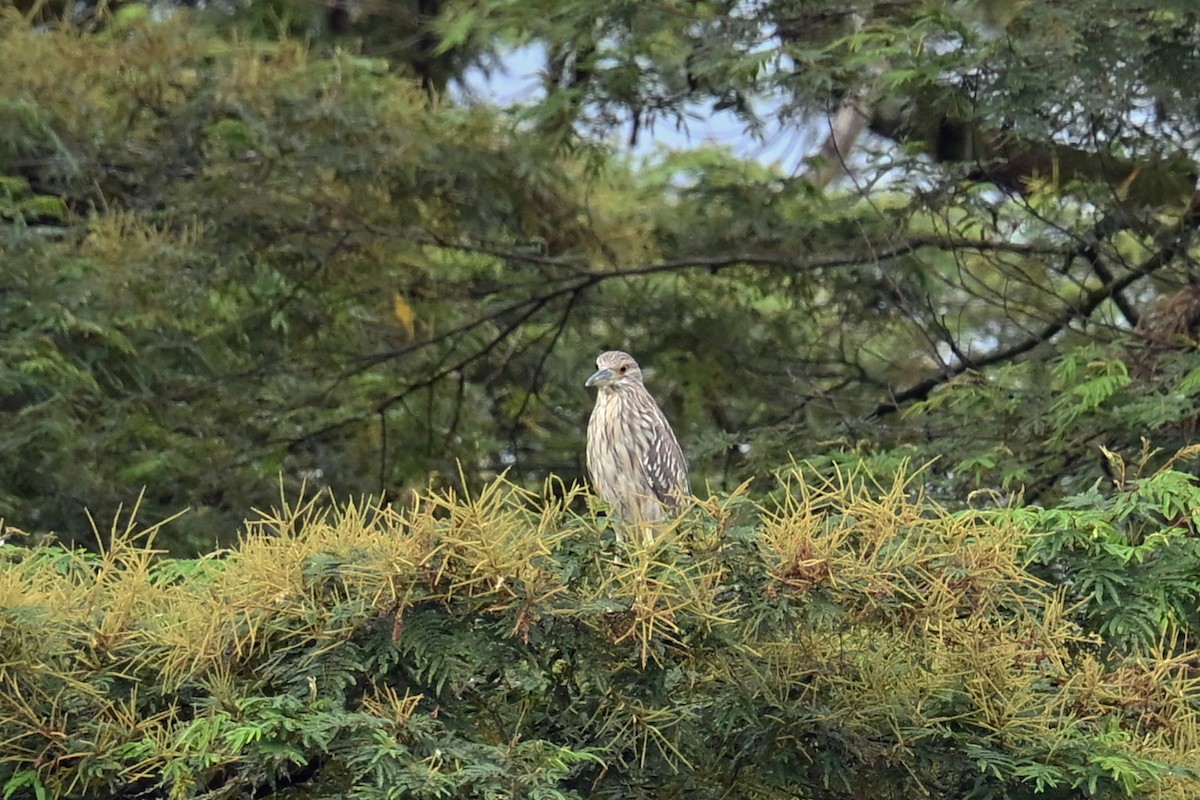 Martinete Común - ML646995697