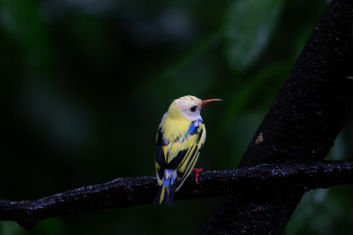Red-legged Honeycreeper - ML646995700