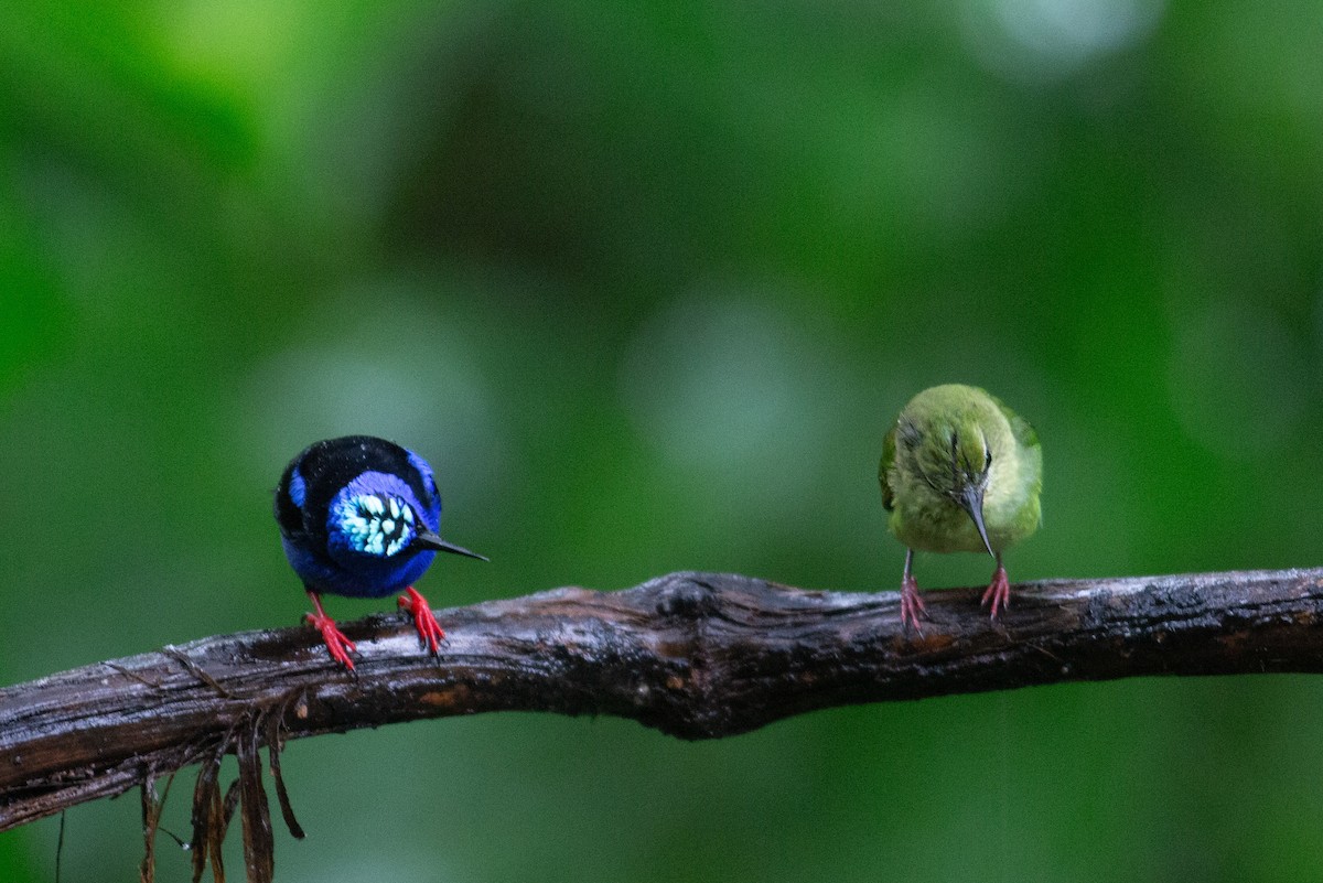 Red-legged Honeycreeper - ML646995701