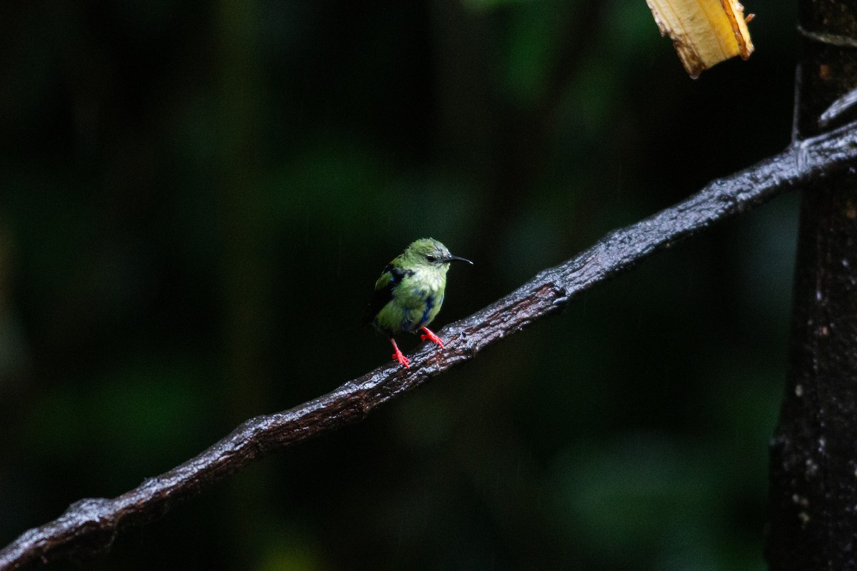 Red-legged Honeycreeper - ML646995703