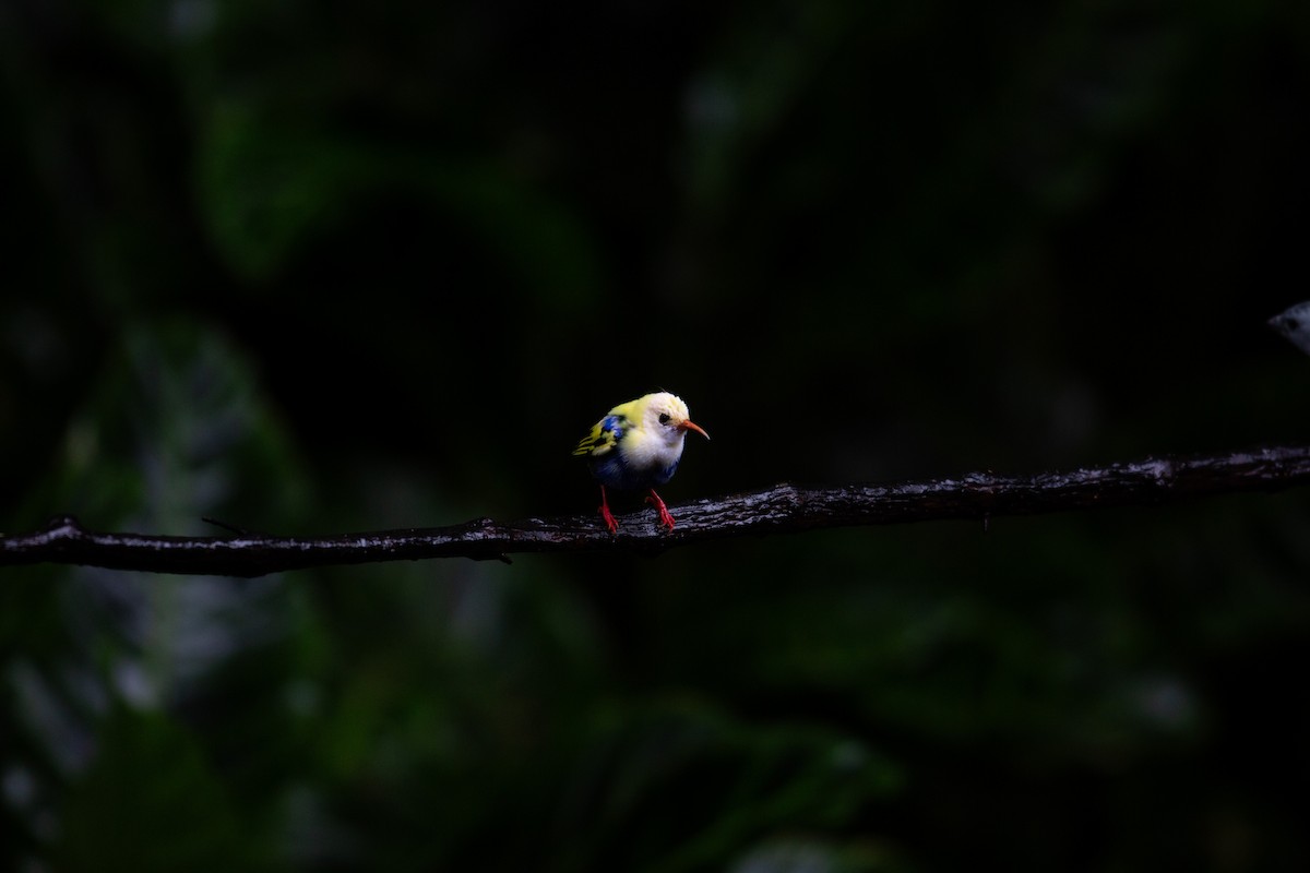 Red-legged Honeycreeper - ML646995704