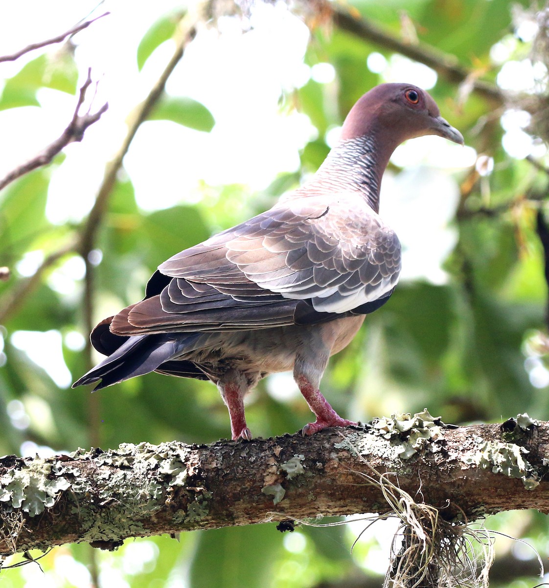 Paloma Picazuró - ML646995709