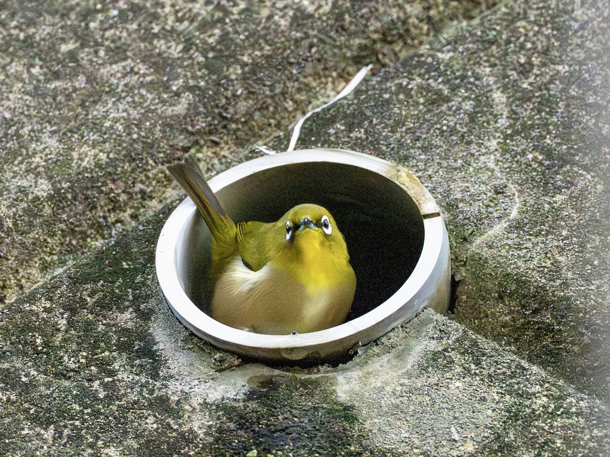 Warbling White-eye - ML646995710