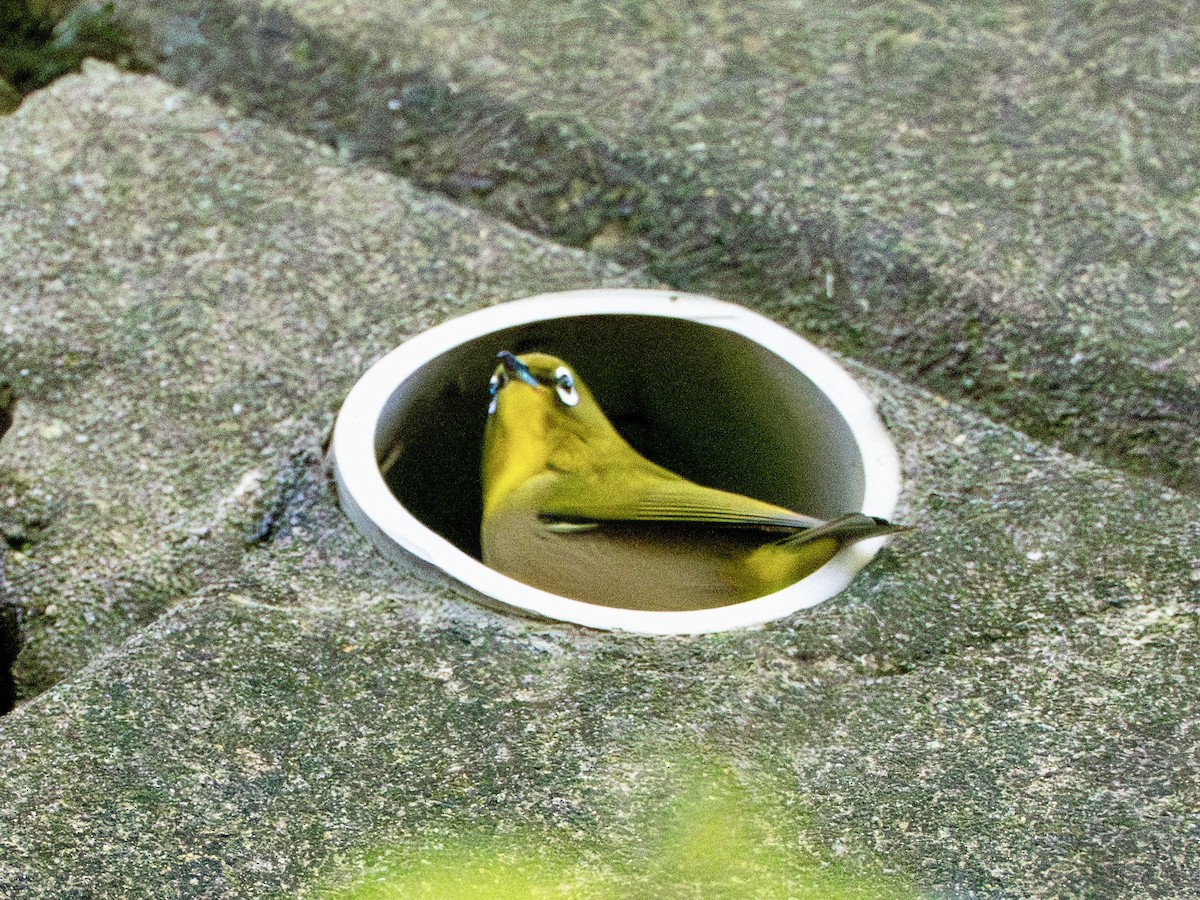 Warbling White-eye - ML646995711