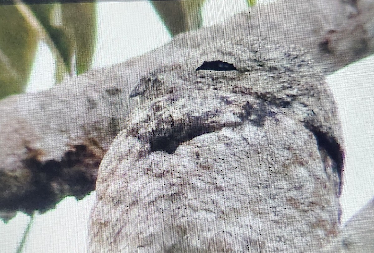 Great Potoo - ML646995713