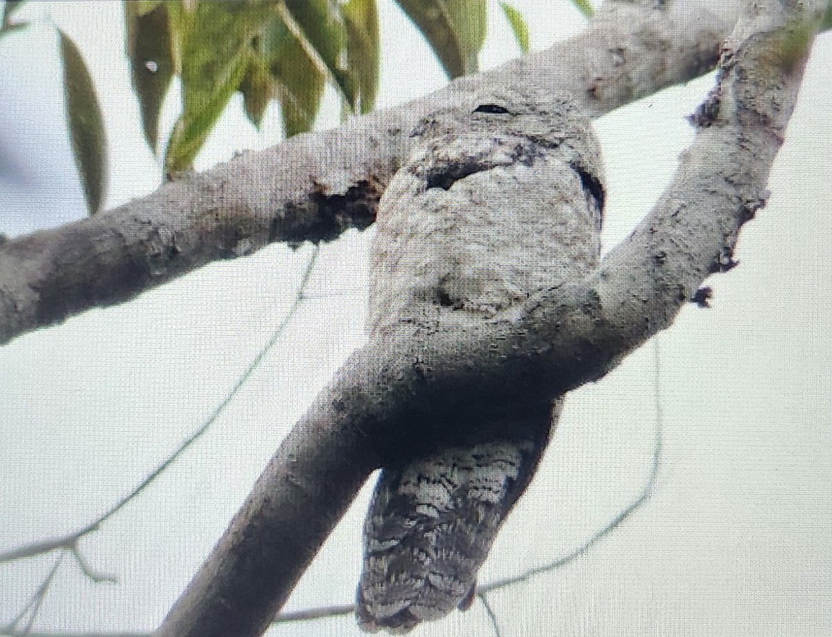 Great Potoo - ML646995714