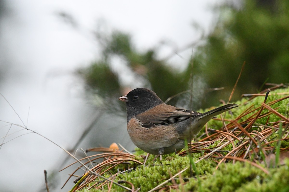 Dark-eyed Junco (Oregon) - ML646995716