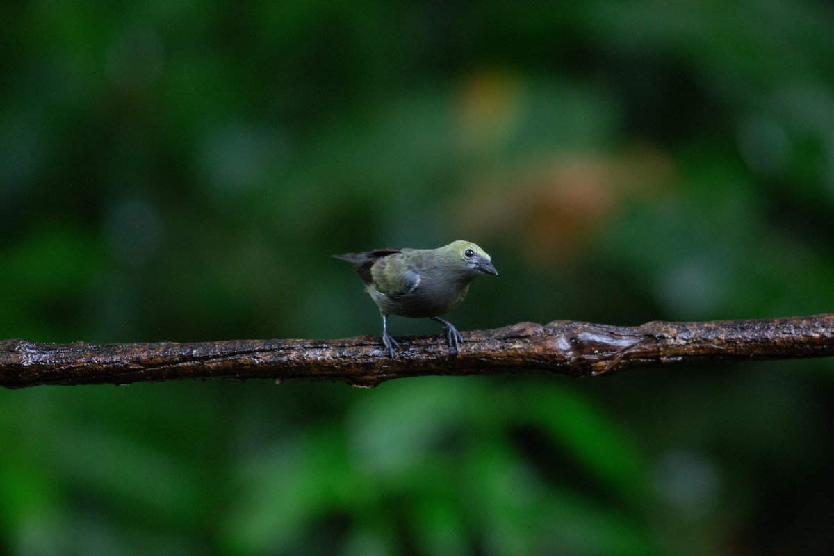 Tangara Palmera - ML646995717