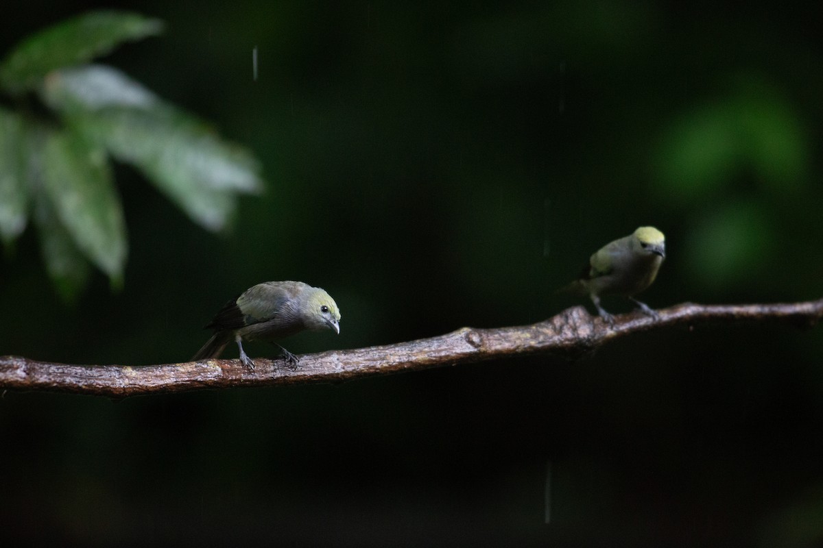 Tangara Palmera - ML646995718