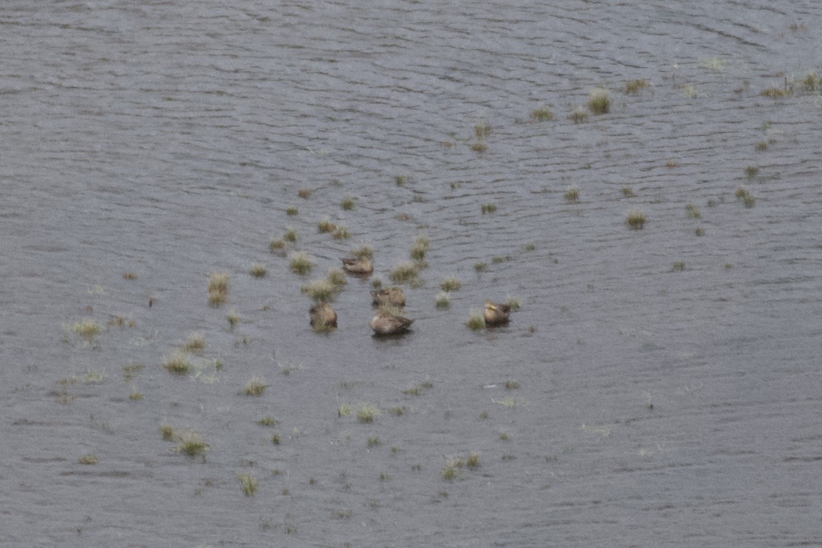Yellow-billed Pintail - ML646995724