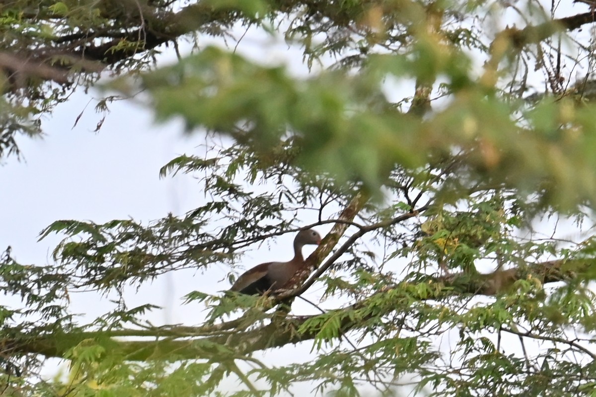 Suirirí Piquirrojo - ML646995725