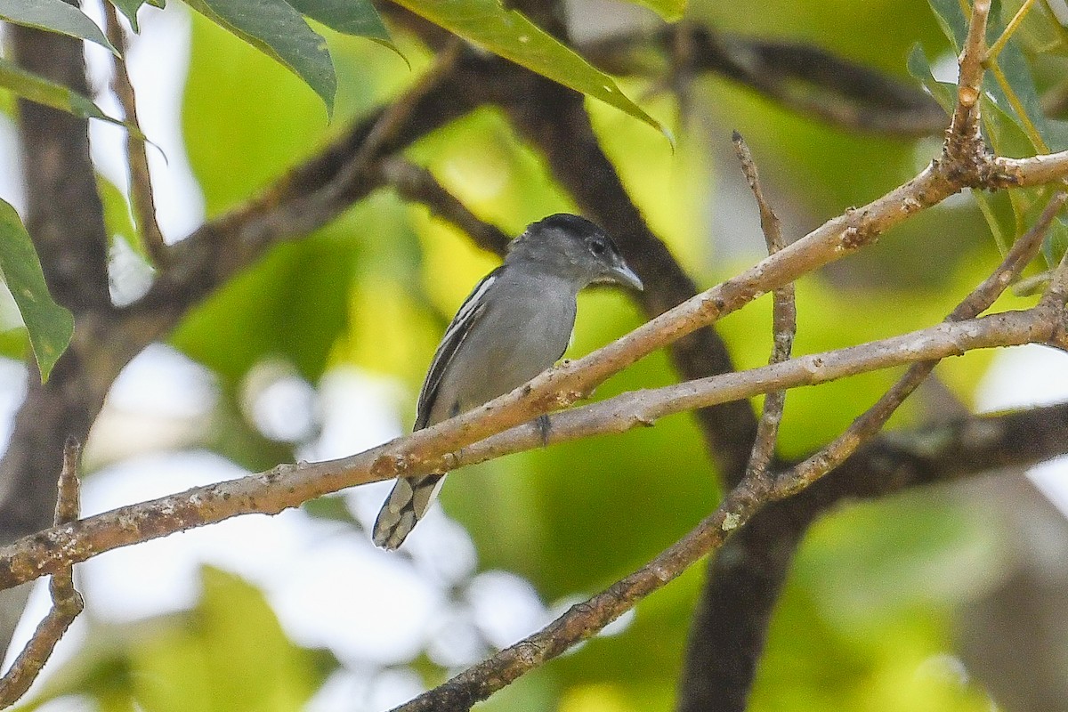 Белокрылый бекард - ML646995728