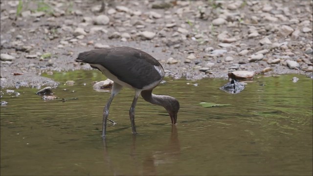 Schneesichler - ML646995740