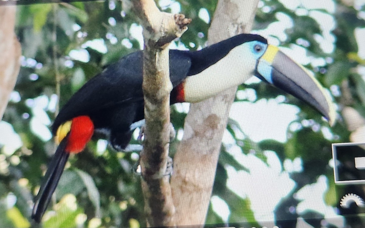 Tucán Pechiblanco - ML646995741