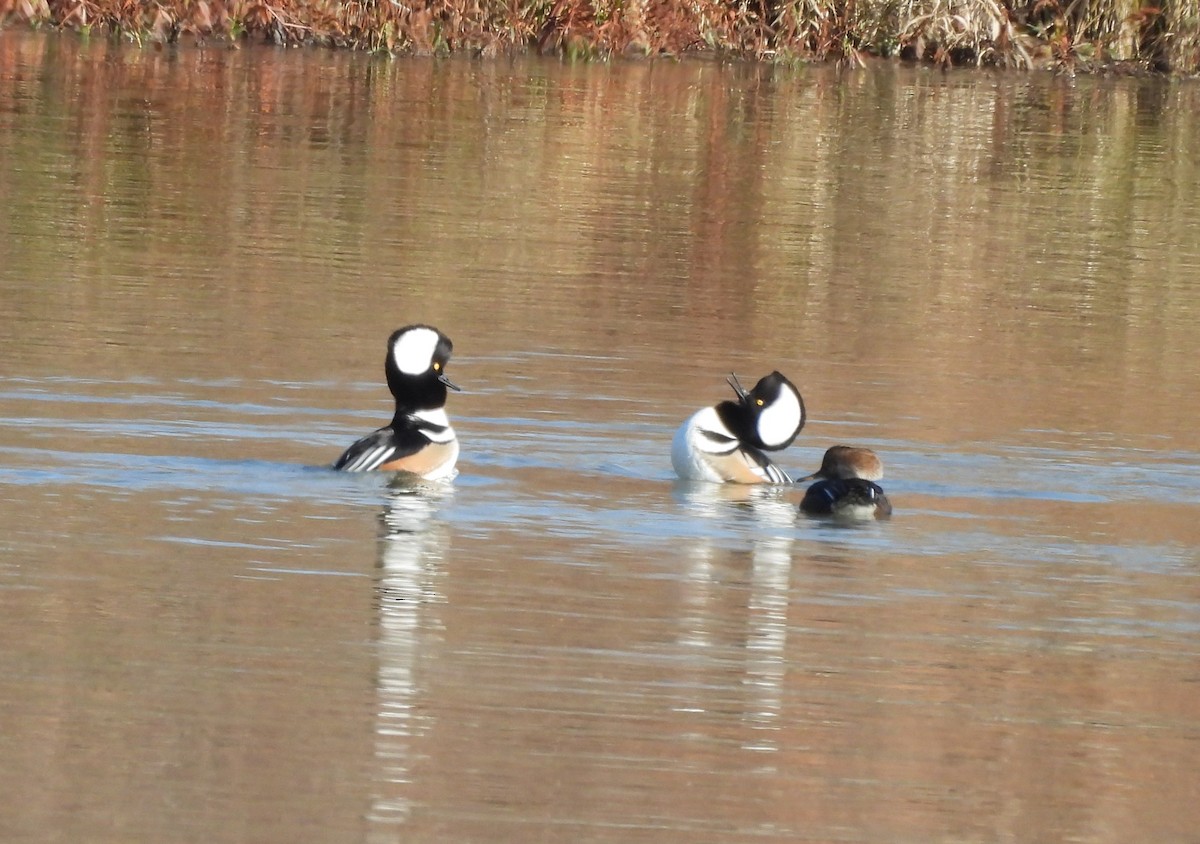 Hooded Merganser - ML646995743