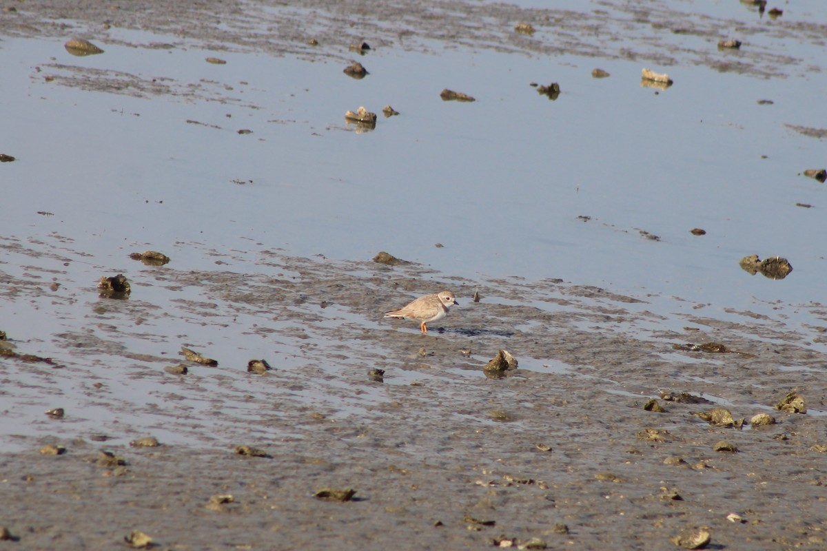 kulík pisklavý - ML646995747