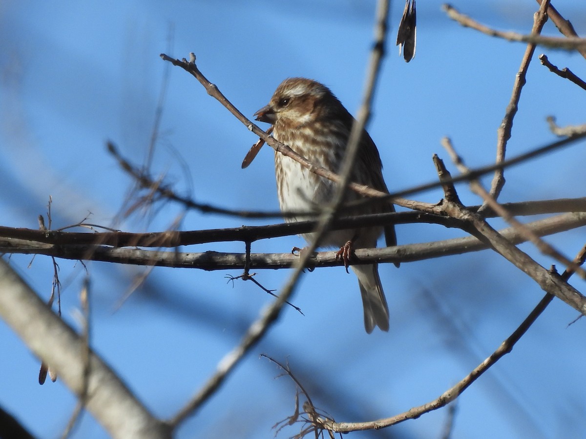 Purple Finch - ML646995753