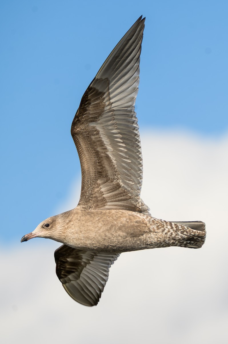 Gaviota Argéntea Americana - ML646995754