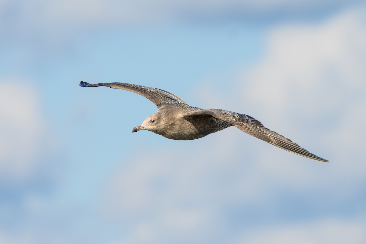 Gaviota Argéntea Americana - ML646995755