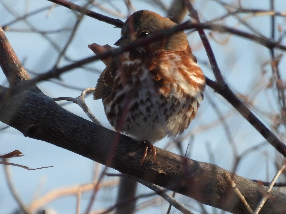 strnadec kaštanový (ssp. iliaca/zaboria) - ML646995762