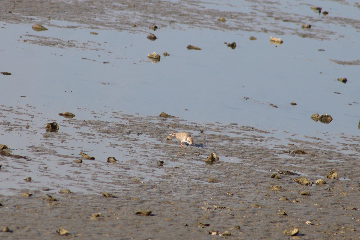 kulík pisklavý - ML646995763