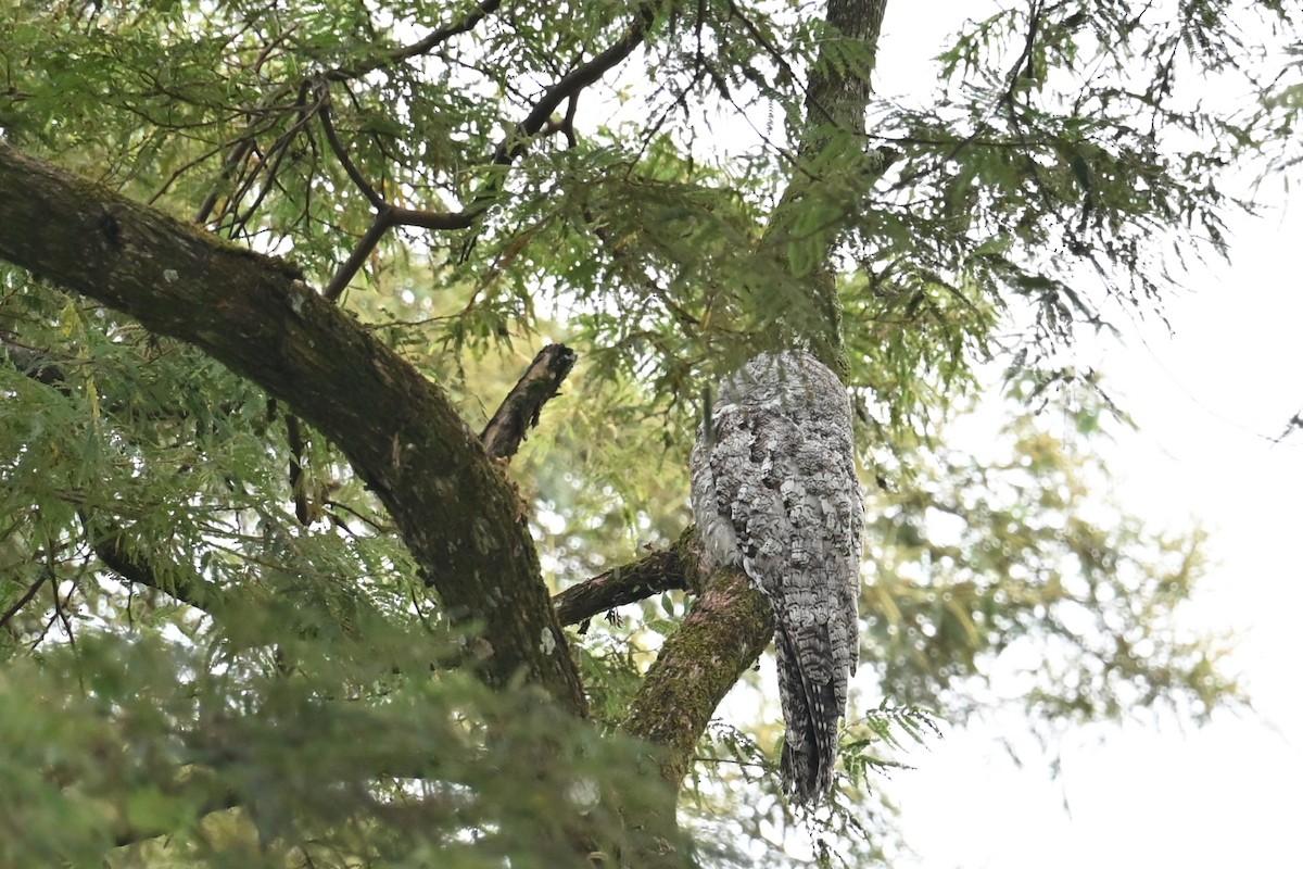 Nictibio Grande - ML646995764