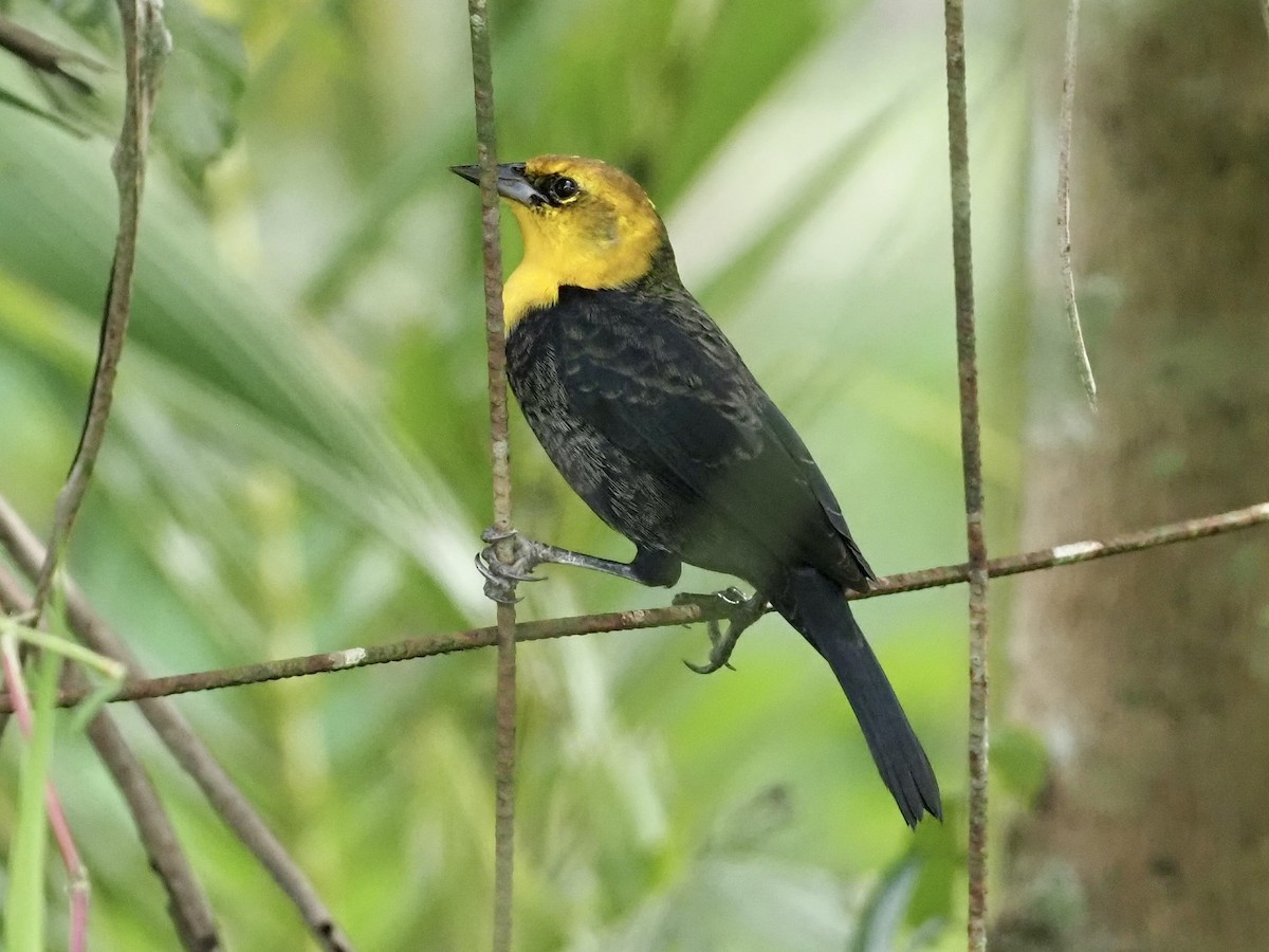 Каруг жовтоголовий - ML646995766