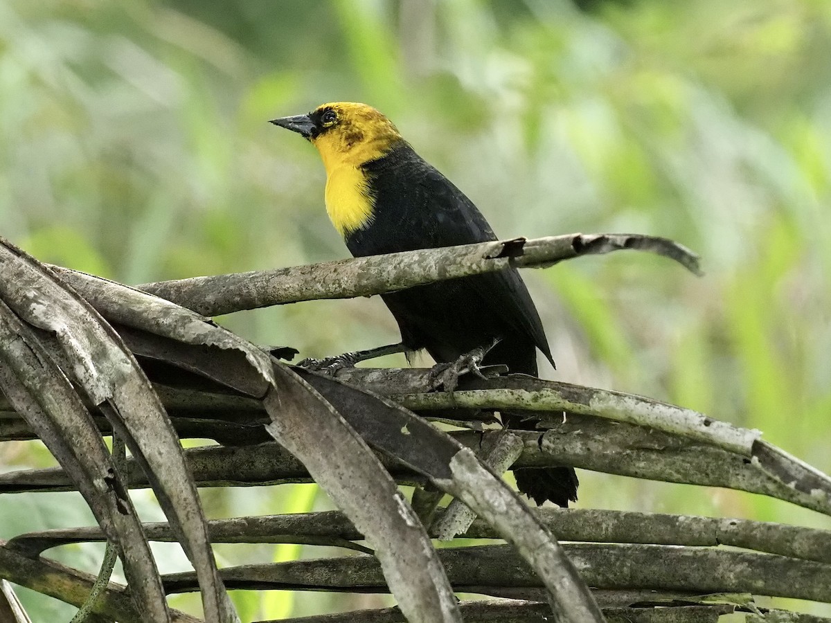 Каруг жовтоголовий - ML646995767