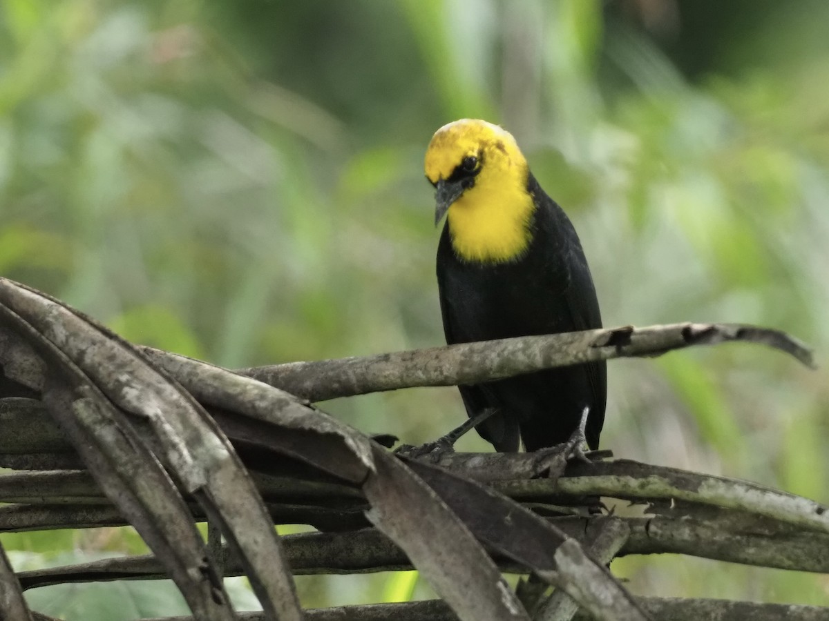 Каруг жовтоголовий - ML646995768