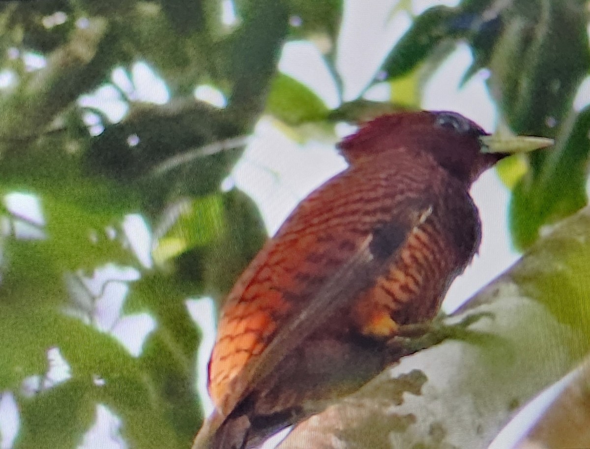 Waved Woodpecker - ML646995780