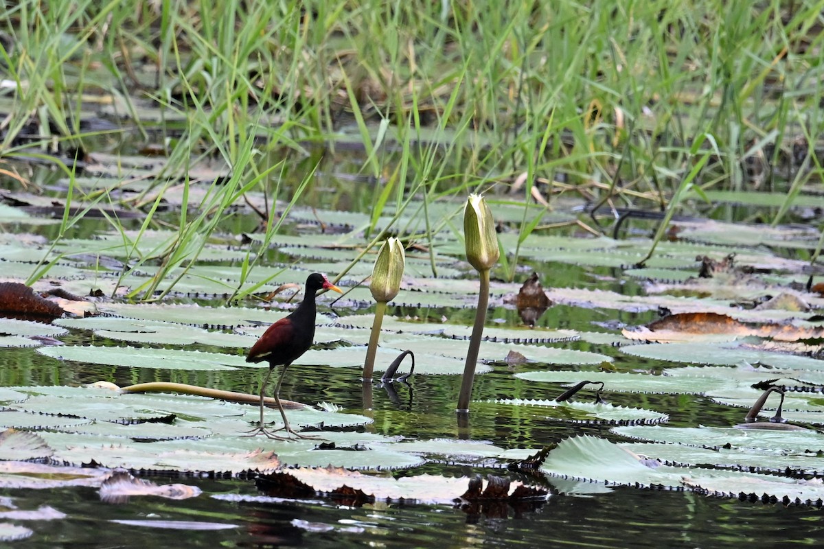Jacana Sudamericana - ML646995782