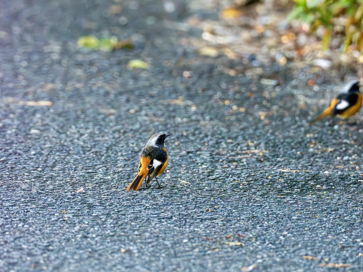 Горихвістка сибірська - ML646995783