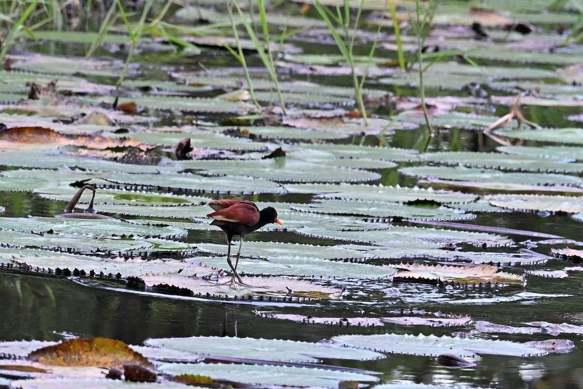 Jacana Sudamericana - ML646995784