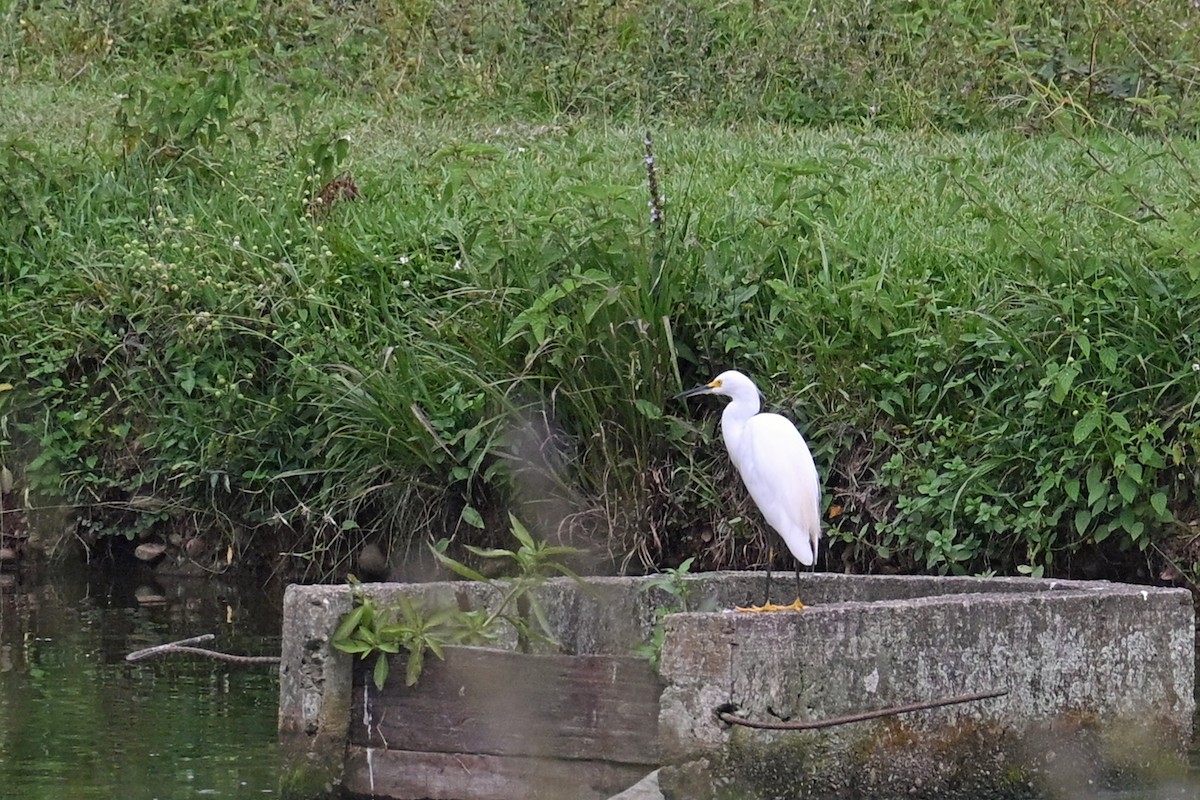 Garceta Nívea - ML646995794