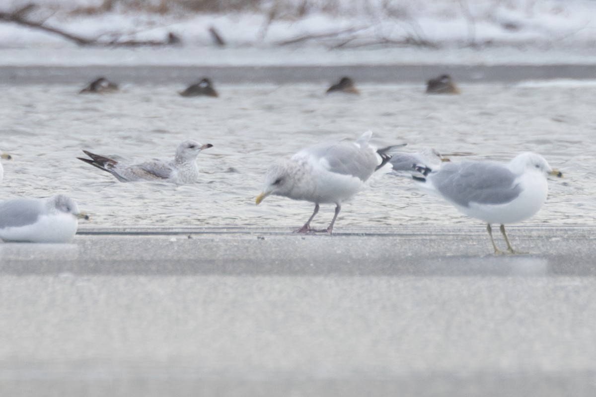 Kaio hegalzuria (thayeri) - ML646995796