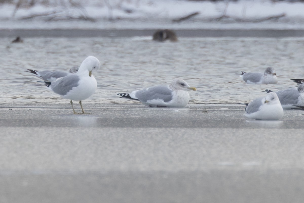 Kaio hegalzuria (thayeri) - ML646995797