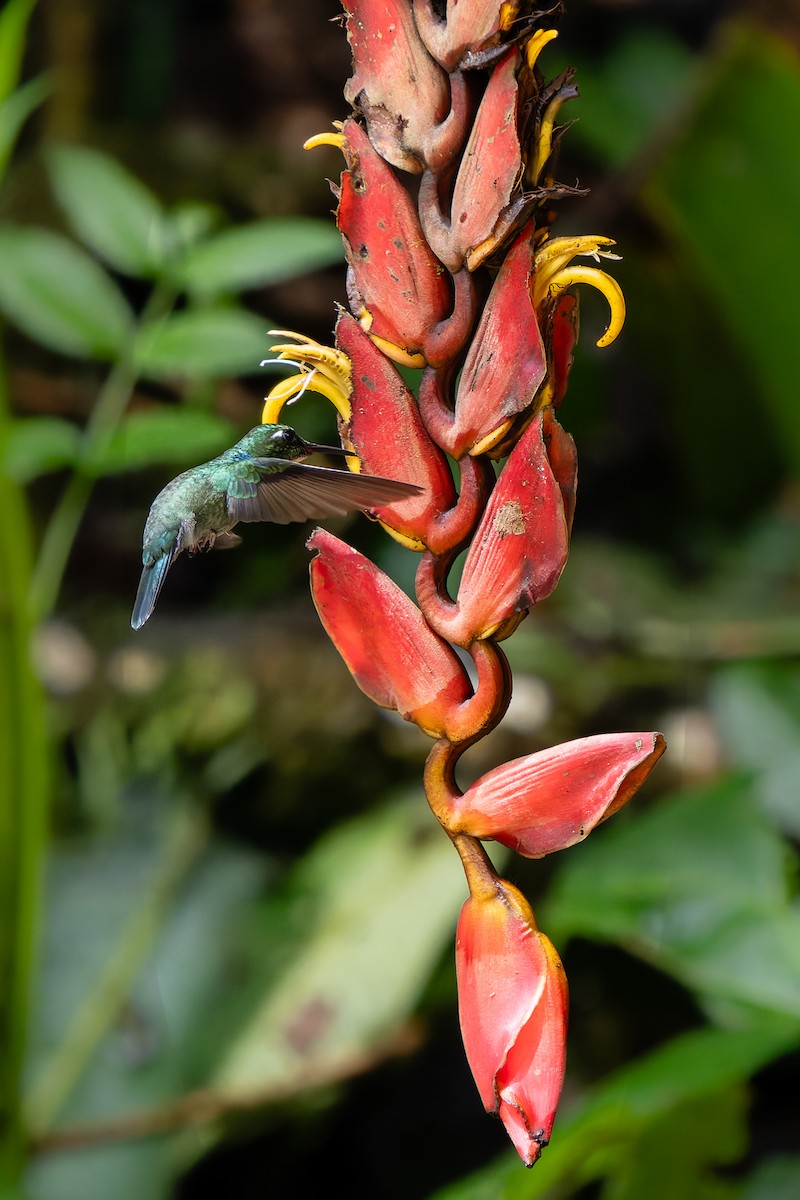 Ошейниковый кинжалоклюв - ML646995798