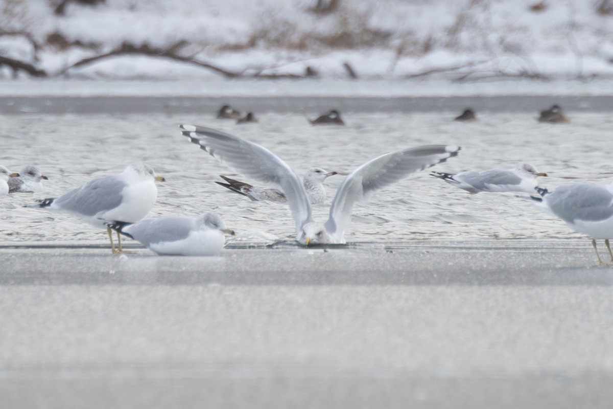 Kaio hegalzuria (thayeri) - ML646995799