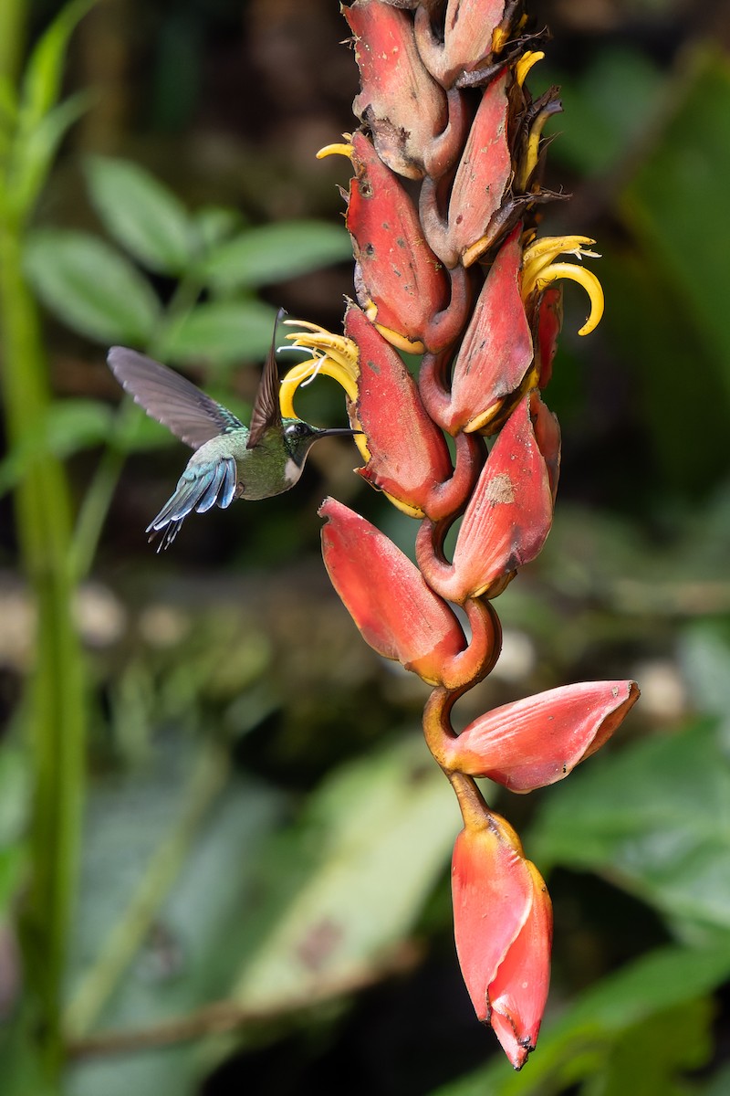 Ошейниковый кинжалоклюв - ML646995800