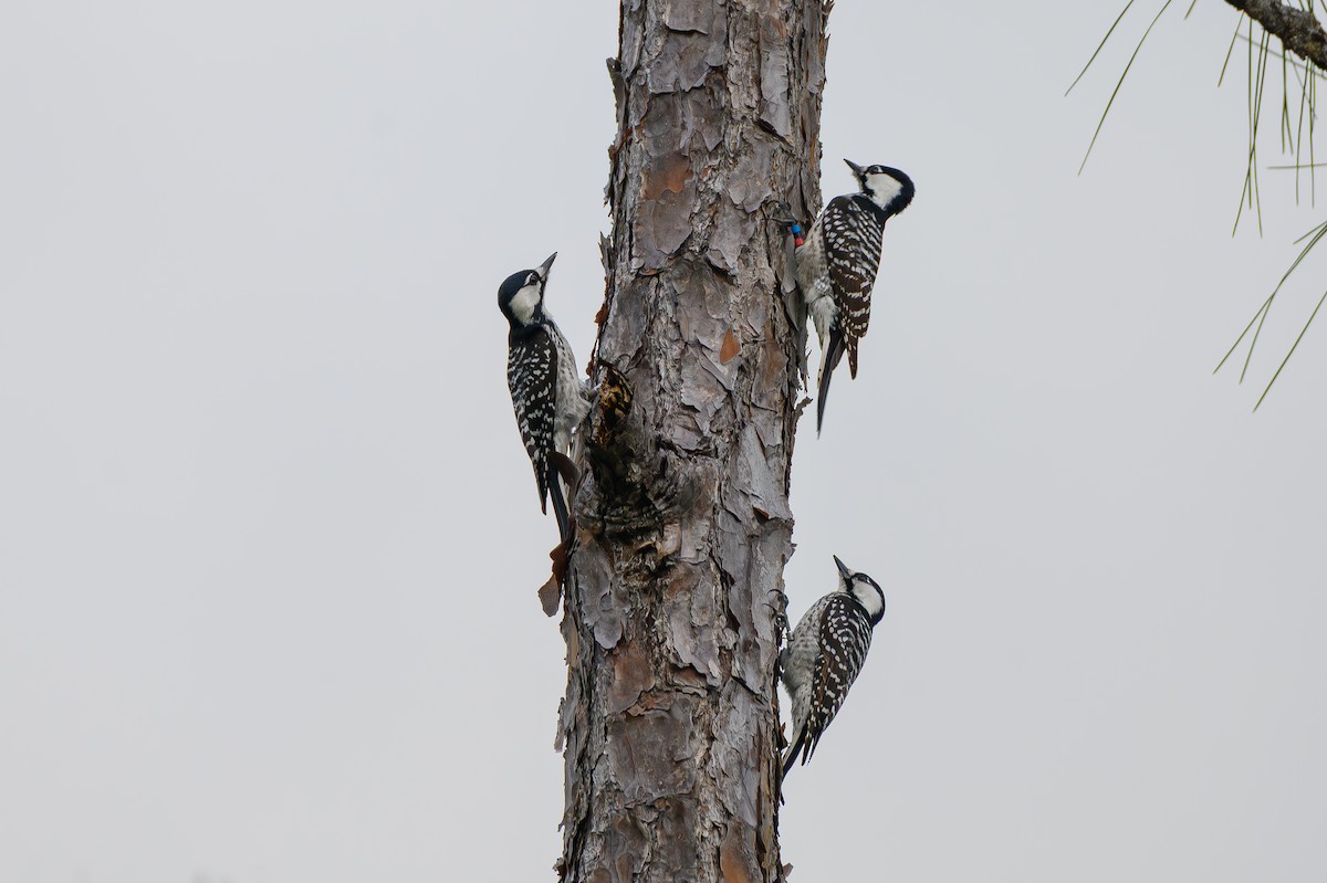 Pico de Florida - ML646995801